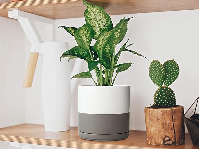 D'vine Dev 8 Inch Ceramic Planter Pot with Drainage Hole and Saucer, Indoor Cylinder Round Planter Pot, White/Speckled Grey, 94-O-D-6