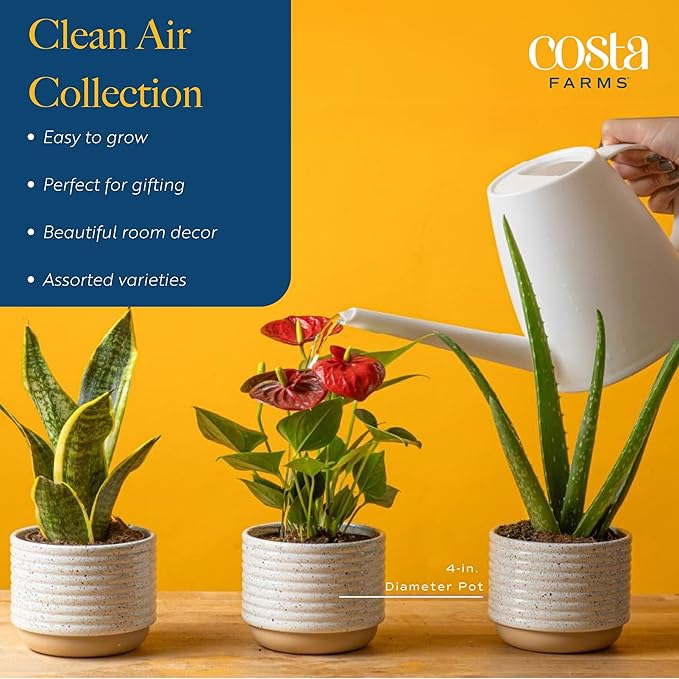 Costa Farms Live Plants (Pack of 2), Easy to Grow Real Indoor Houseplants, Air Purifying Plants, Grower's Choice in Home Décor Indoors Plant Pots, New House Gift or Room Décor