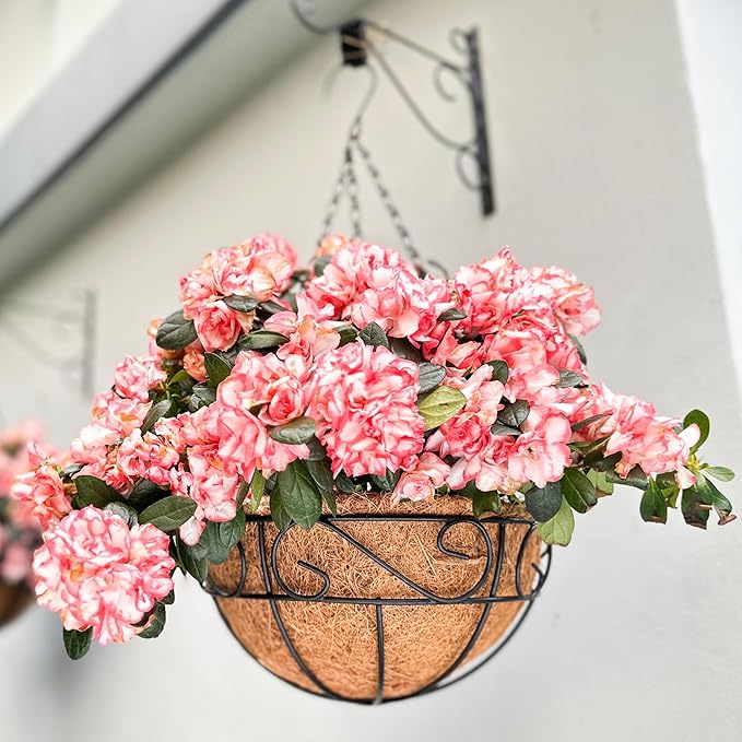 LaLaGreen Hanging Planter for Outdoor Plants (4 Pack, 16 Inch) Hanging Baskets with Coco Liner, Metal Wire Flower Basket Pots with Hook Hanger Balcony Porch Farmhouse Country Style Garden Decor