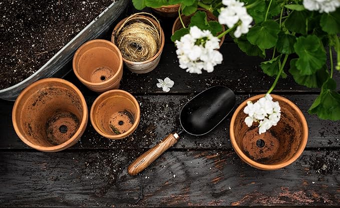 Barebones Garden Scoop - Garden Spoon - Stainless Steel Small Hand Shovel for Transplanting, Digging, and Planting - Great Home Gardening Hand Tools (Walnut/Black)