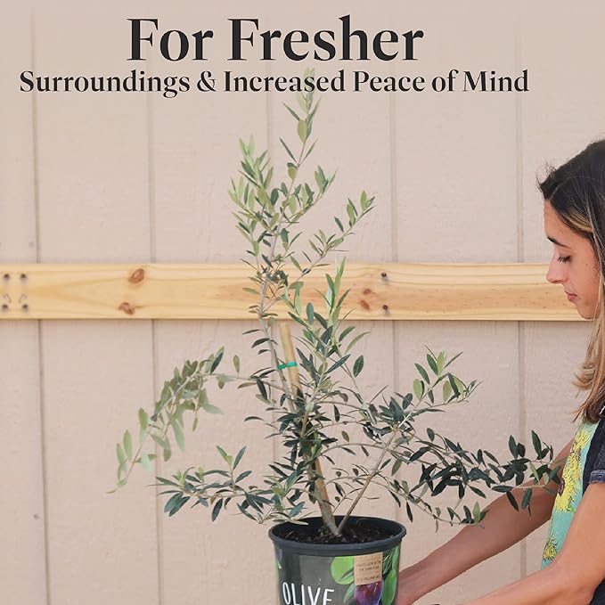 American Plant Exchange Live Olive Tree, Arbequina – Real Fruiting, Edible Indoor/Outdoor Houseplant – Medium 7.5-Inch Pot, Perfect for Home, Office, Patio & Garden Décor