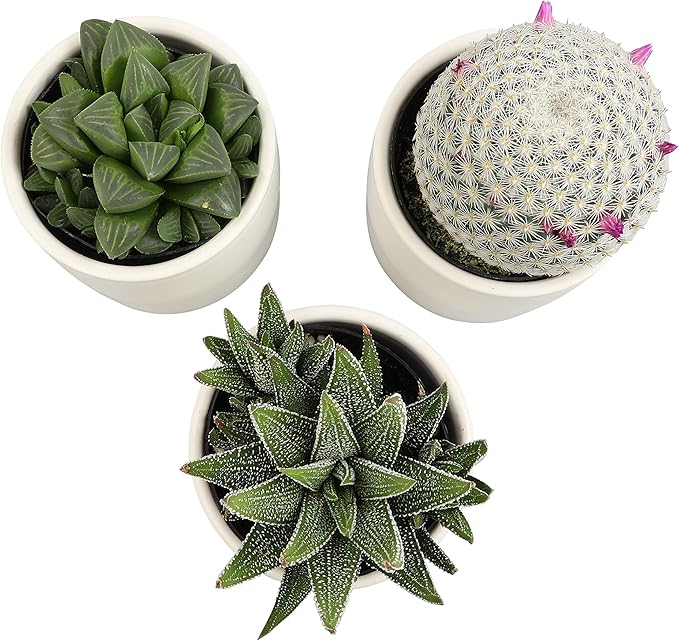 Plants for Pets Live Low Light House Plants in Ceramic Succulent Pots (3 Pack), Gasteria Succulent Plant and Cactus Plants Live with Potting Soil, Haworthia Succulents for Indoor Growing Home Décor