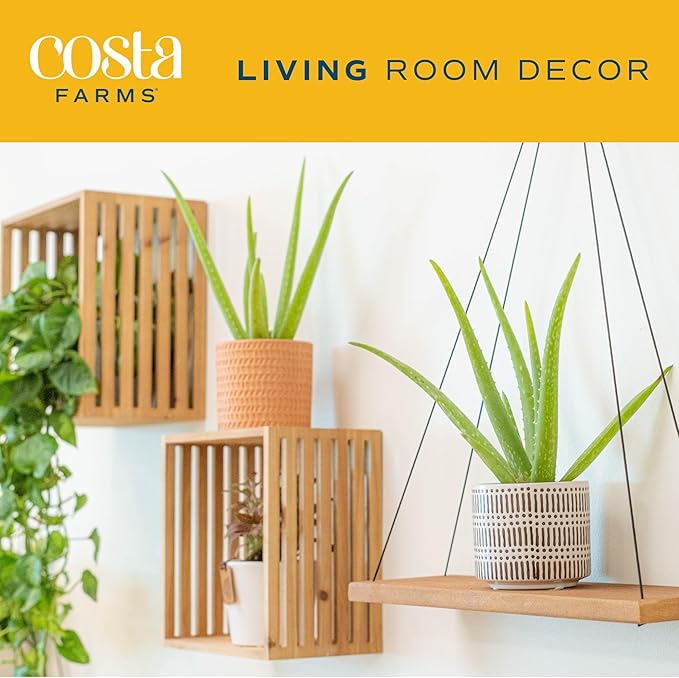 Costa Farms Aloe Vera (2 Pack), Live Succulent Plants, Easy to Grow Indoor Houseplants in Plant Pot, Air Purifiers in Potting Soil, Room, Home, and Office Décor, Housewarming Gift, 12-Inches Tall