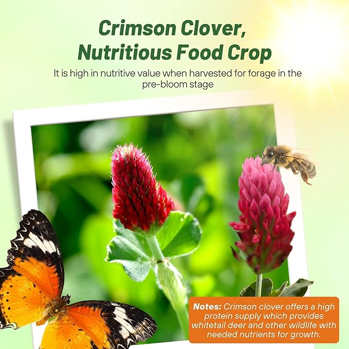 Outsidepride Crimson Clover Seeds - 5 lbs. Annual, Nitrocoated, & Inoculated Ground Cover Seeds, Ideal Clover Seed for Lawn, Cover Crop, Pasture, Hay, Green Manure & Wildlife Forage