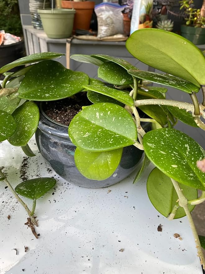 Hoya Plant Premium Potting Mix - 1 Quart - Optimal Balance for Thriving Hoyas: Air, Moisture, and Nutrient Retention