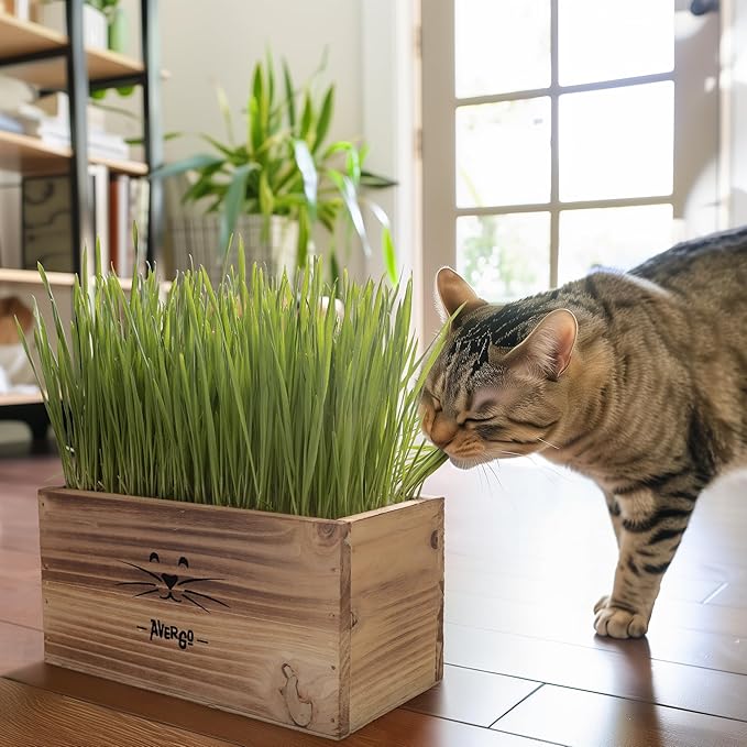Cat Grass Kit for Indoor Cats – x4 Seed Packets | Cat Grass Seeds with Wooden Planter, Soil & Mini Gardening Tools for Nipping – Pet-Safe Wheatgrass Grass