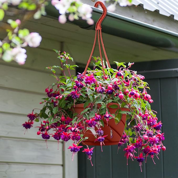 Tioncy 50 Pcs Plastic Hanging Planter Round Hanging Pot for Plants Containers with Hook Flower Plant Pots Holders for Outdoor Indoor Plant Balcony Garden Decor(Coffee)