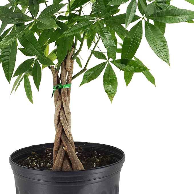 Money Tree Live Indoor Plant in 10 in. Plastic Grower Pot, Black *Sold by Amazon and Arcadia Garden Products*