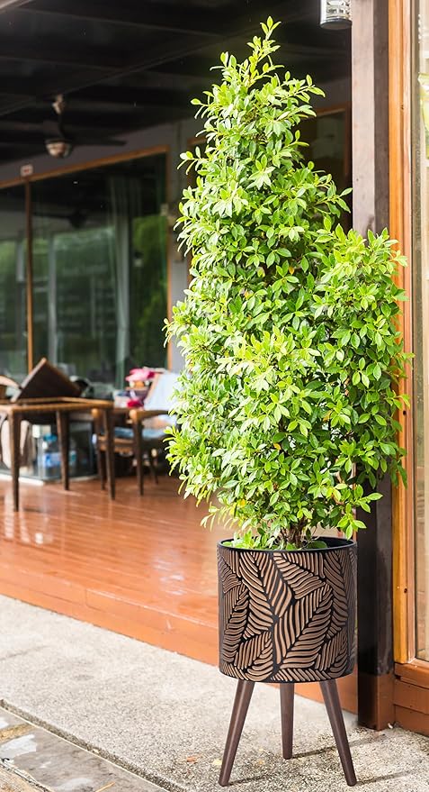 D'vine Dev 12 Inch Planter Pot with Stand, Mid-Century Tall Plant Pot with Legs for Indoor Plants, Large, Bronze/Grey, 88-L-C-6