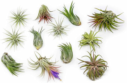 25 Pack Air Plants Assorted Tillandsia Ionantha - Live Succulent House Plants - Available in Wholesale and Bulk - Home and Garden Decor - Easy Care Indoor and Outdoor Plants