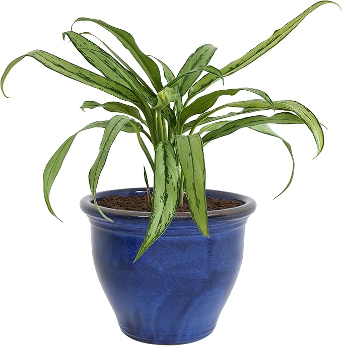 Sunnydaze 18.5" Large Ceramic Plant Pot - Round Outdoor Glazed Ceramic Planter Pot with Drainage - Imperial Blue - Studio