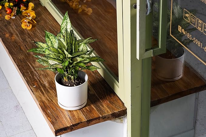 Ekirlin 5 inch Plant Pots,Ceramic Flower Planters Indoor,Modern Succulents Containers with Drain Hole Saucer,Decorate Home,Office & Outdoor (White)