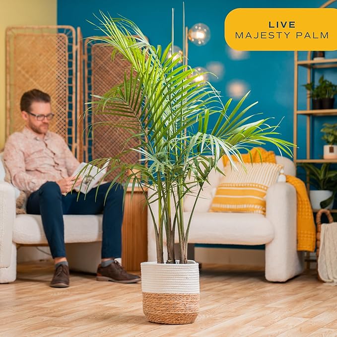 Costa Farms Majesty Palm Live Plant, Indoor and Outdoor Palm Tree, Potted in Plant Pot and Soil, Tropical Floor Houseplant, Housewarming, Patio, Balcony, Office, Home, and Room Decor, 3-4 Feet Tall