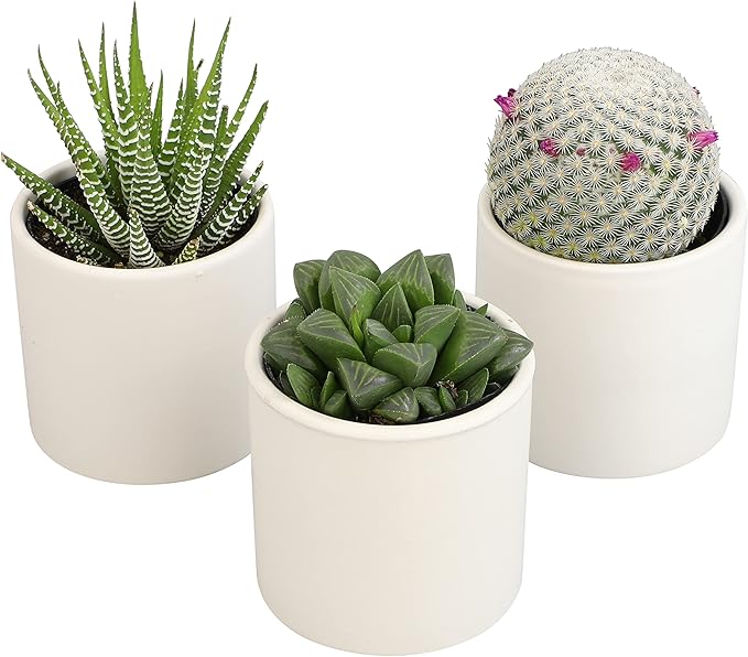 Plants for Pets Live Low Light House Plants in Ceramic Succulent Pots (3 Pack), Gasteria Succulent Plant and Cactus Plants Live with Potting Soil, Haworthia Succulents for Indoor Growing Home Décor