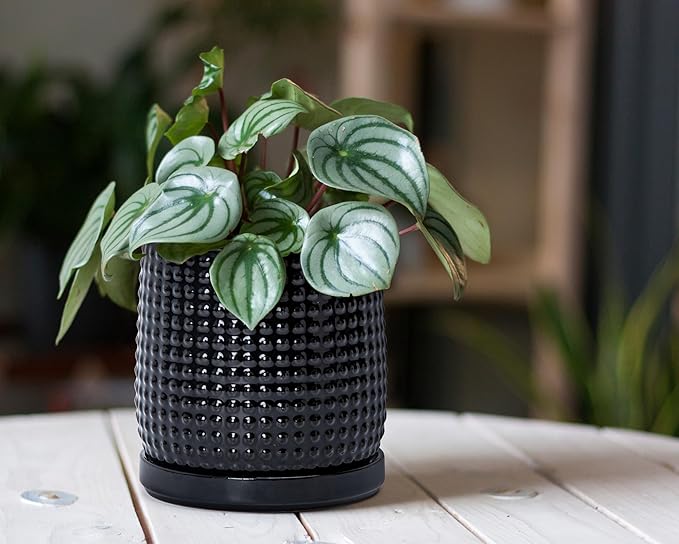 D'vine Dev 6 Inch Ceramic Beaded Stoneware Planter Pot - Flower Pot with Drainage Holes and Saucers for Indoor Succulent Plants or Flowers, Glossy Black, 27-C-X-2