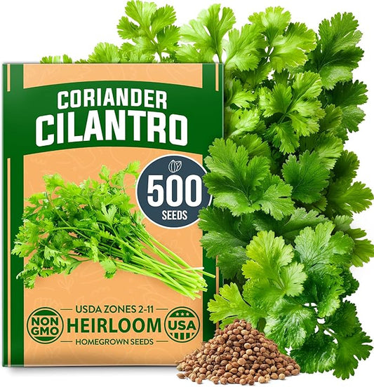 HOME GROWN 𝗨𝗦𝗔 𝗣𝗥𝗘𝗠𝗜𝗨𝗠 500+ Cilantro Seeds for Planting Indoors or Outdoors - Heirloom 𝗡𝗢𝗡-𝗚𝗠𝗢 Coriander Seeds, Grow Your Own Cilantro Plant - Culinary Herb Seeds for Your Herb Garden