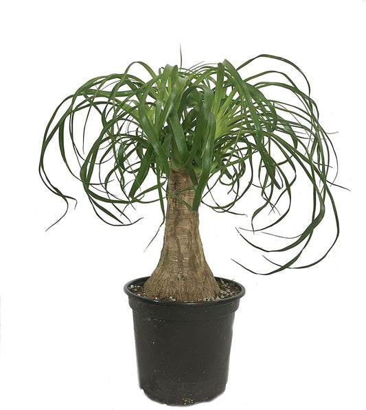 Ponytail Palm - 5 Live Plants in 6 Inch Growers Pots - Beaucarnea Recurvata - Beautiful Clean Air Indoor Succulent Houseplant