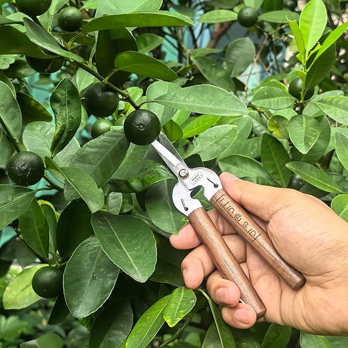 Razor Sharp Pruning Shears for Gardening, Garden Shears Carbon Steel Blade, Precision garden scissors Walnut Wood handle, 6.8” Garden Snips for Trimming Fruits, Vegetables, Flowers, Buds, Bonsai