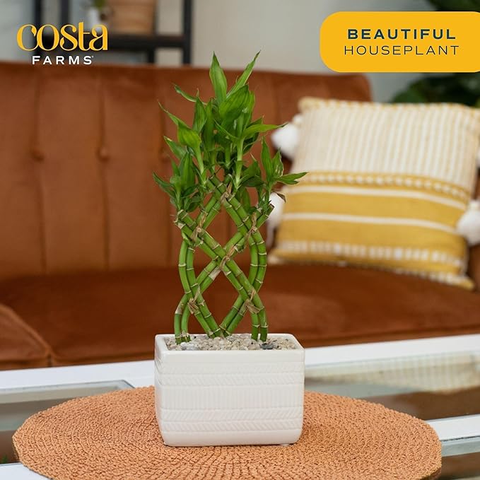Costa Farms Lucky Bamboo Plant, Easy to Grow Live Indoor Houseplant in Ceramic Planter Pot, Potting Mix, Grower's Choice, Perfect for Home Tabletop, Office Desk, Shelf, Zen Room Decor, 12-Inches Tall
