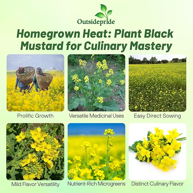 Outsidepride Black Mustard Seeds - 10000 Pcs Nutrient-Rich, Flavorful Annual Microgreen Seeds for Planting, Easy-to-Grow, Ideal for Indoor & Outdoor Cultivation, Soil & Hydroponic Systems