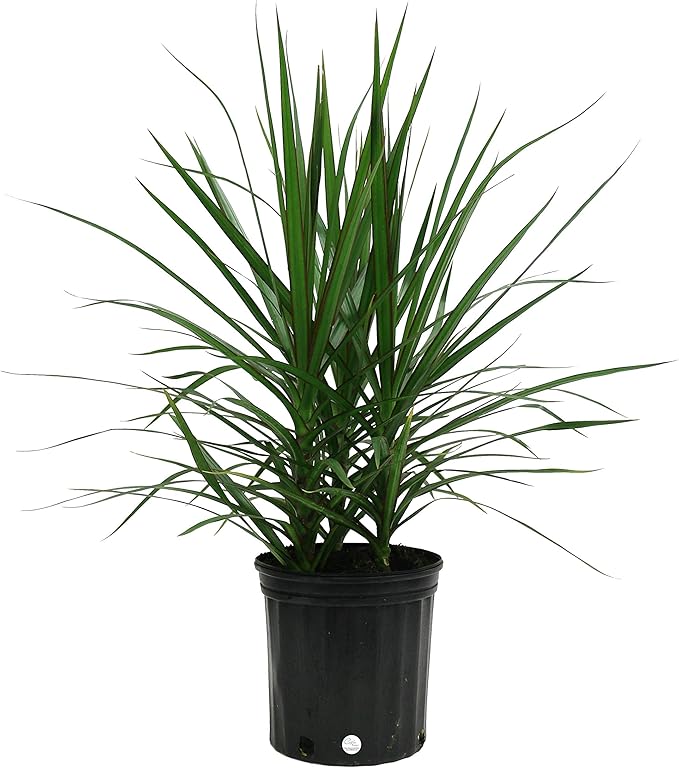 Costa Farms Dracaena Marginata Magenta Madagascar Dragon Tree Live Indoor Plant, 3 to 4-Feet Tall, Potted in Grower's Pot
