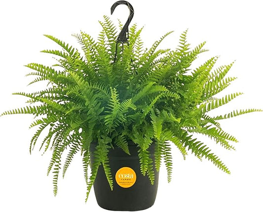 Costa Farms Boston Fern Live Plant, Outdoors or Indoor Houseplant in Hanging Basket Planter, Ferns Soil Mix, Real Plants Gift, Housewarming, Patio, Balcony, Front Porch Decor, 1-2 Feet Tall and Wide