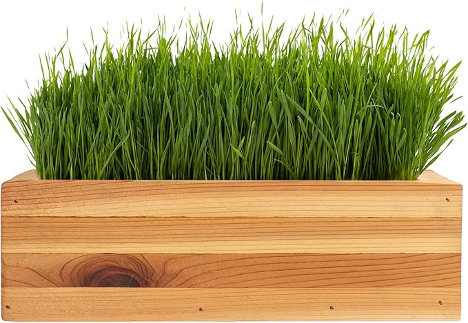 Cat Grass for Indoor Cats Kit – Organic & Handcrafted Cedar Planter with Fast-Growing Wheatgrass for Cats, Hairball Remedy with Pet-Friendly Planter (Natural)