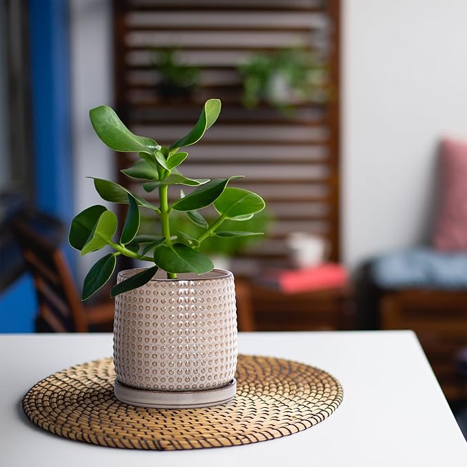 D'vine Dev 6 Inch 4 Inch Ceramic Indoor Planter Pots with Drainage Hole and Saucer, Beaded Design Flower Pots, Set of 2, Light Brown, 27-D-U-4