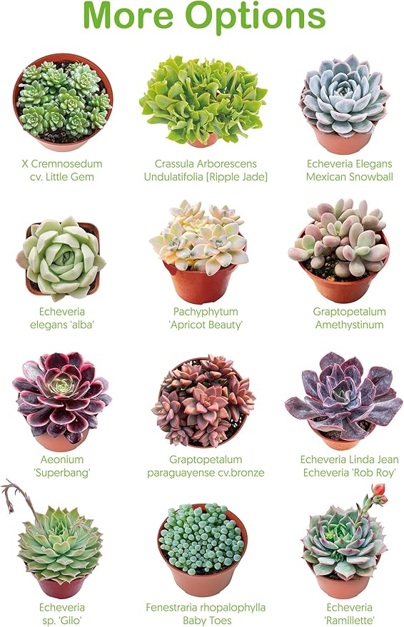 Live Succulent Plants Echeveria 'Agavoides Horse', Easy Care Potted Succulents, Approx 4" D x 4" H, Indoor Houseplant, Unique Gifts, Home Office Décor