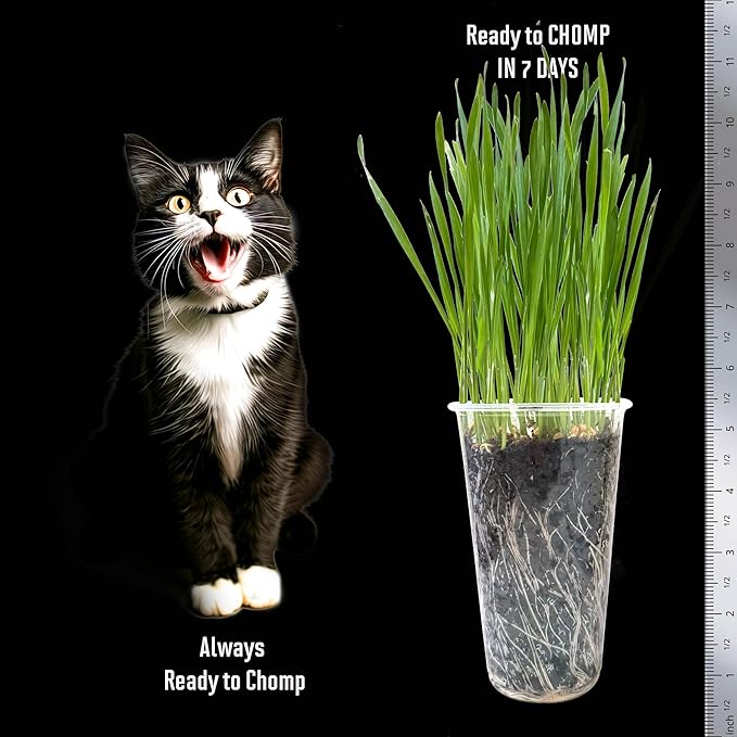 Cat Grass Seeds – Soft, Tasty Wheatgrass – Grows 32 Pots of Fresh Cat Grass for Indoor Cats & Kittens – Easy & Fast to Grow – Bulk Rescuer's Pack Grows 400 Square inches of Edible cat Grass Vitamunch