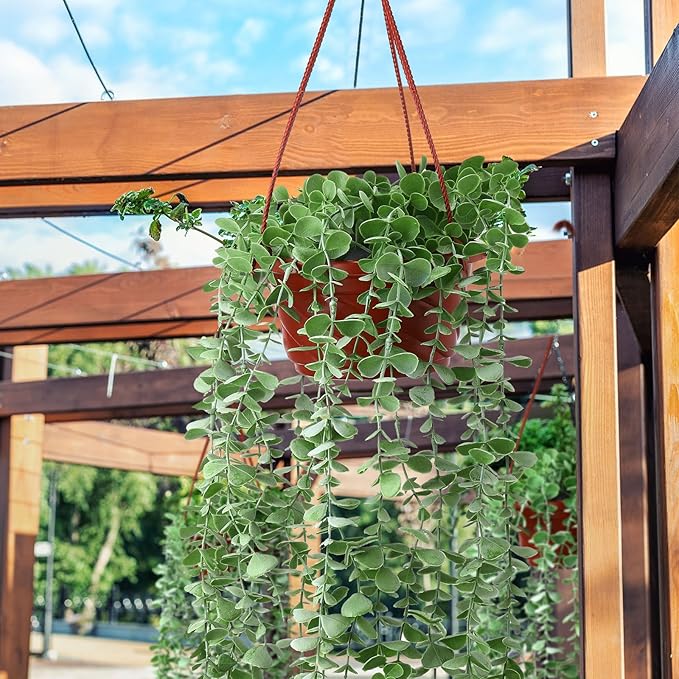 Tioncy 50 Pcs Plastic Hanging Planter Round Hanging Pot for Plants Containers with Hook Flower Plant Pots Holders for Outdoor Indoor Plant Balcony Garden Decor(Coffee)