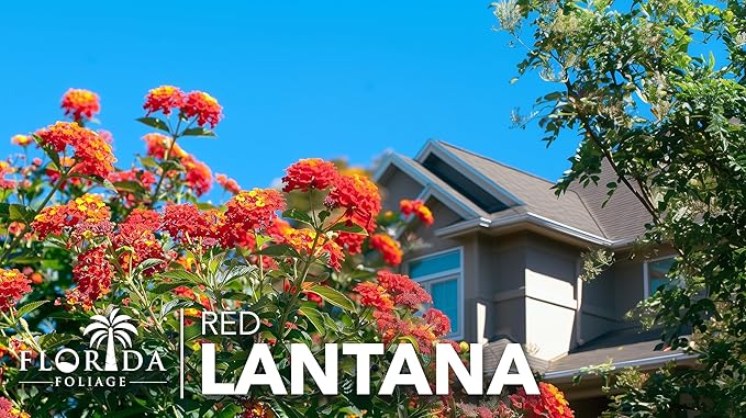 Lantana Dallas Red | 10 Live Plants | Lantana Camara | Flowering Perennial | Garden Colorful Bloom | Hardy Outdoor Decor | Vibrant Red Flowers