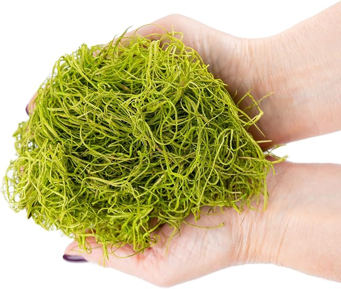Premium Spanish Moss in Spring Green| Natural Preserved - Great Ground Cover - Filler for Potted Plants - by GARDENERA - 3 Quart Bag