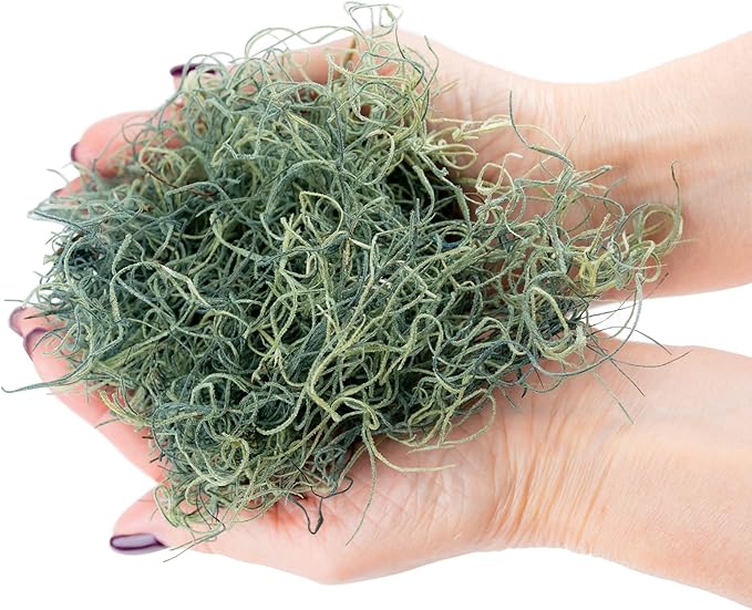 Premium Spanish Moss in Basil| Natural Preserved - Great Ground Cover - Filler for Potted Plants - by GARDENERA - 1 Quart Bag
