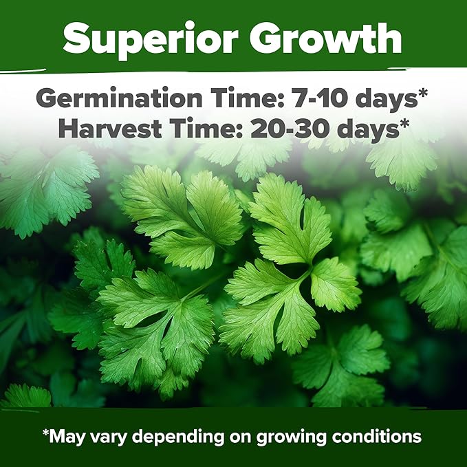 HOME GROWN Cilantro Seeds 250 Calypso & 250 Santo Cilantro for Planting Indoors, Hydroponics or Aerogarden - Heirloom, Non-GMO, Santo Plant, for Your Indoor Herb Garden