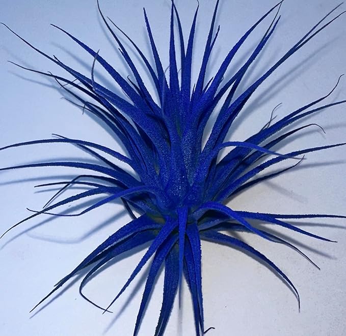 Live Extra Large Tillandsia Ionantha Guatemala Colorful Air Plant 3+ inch Enhanced Color Easy Care Indoor Outdoor Home Decor Gift Airplant by Awesome Industries (Deep Blue XL)
