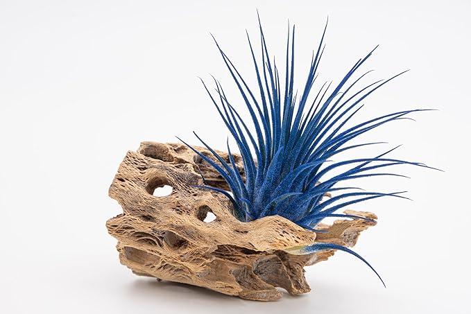 Live Extra Large Tillandsia Ionantha Guatemala Colorful Air Plant 3+ inch Enhanced Color Easy Care Indoor Outdoor Home Decor Gift Airplant by Awesome Industries (Sunset XL)