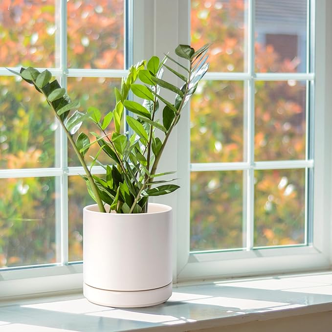 D'vine Dev 6 Inch Ceramic Planter Pot with Drainage Hole and Saucer, Indoor Cylinder Round Planter Pot, Oatmeal, 94-O-C-8