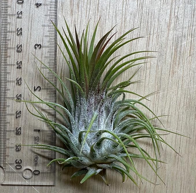 Live Extra Large Tillandsia Ionantha Guatemala Colorful Air Plant 3+ inch Enhanced Color Easy Care Indoor Outdoor Home Decor Gift Airplant by Awesome Industries (Deep Blue XL)