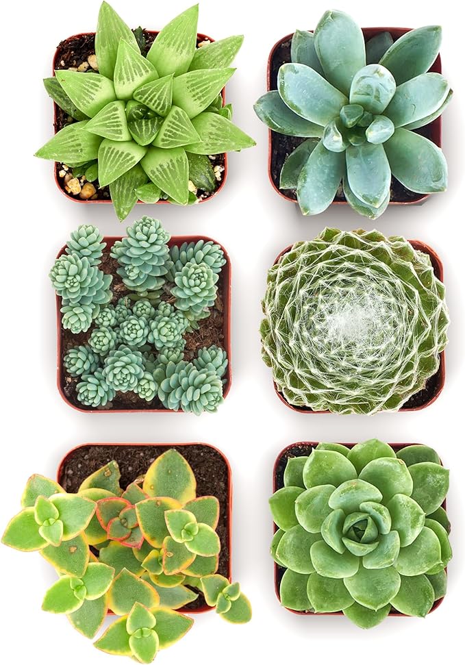 Shop Succulents Mixed Succulent Plant Pack 2" Grow Pot Pack of 6