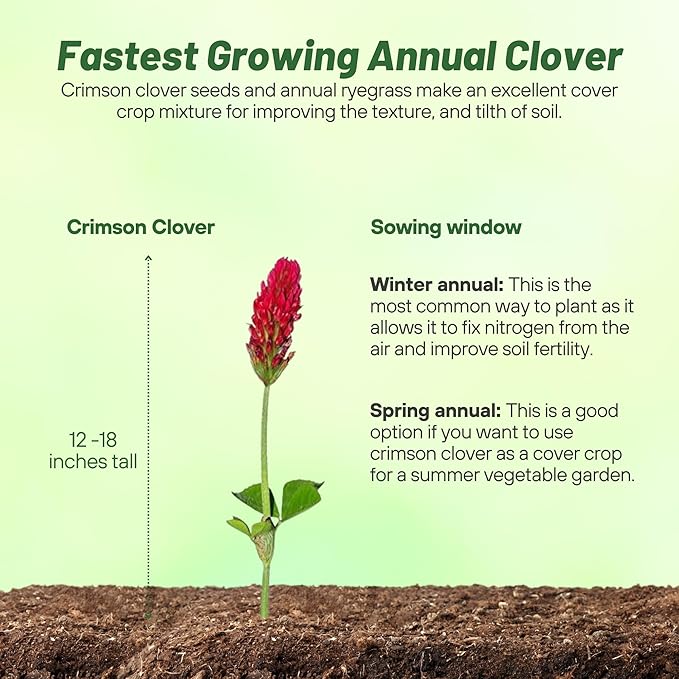 Outsidepride Crimson Clover Seeds - 40 lbs. Annual, Nitrocoated, & Inoculated Ground Cover Seeds, Ideal Clover Seed for Lawn, Cover Crop, Pasture, Hay, Green Manure & Wildlife Forage