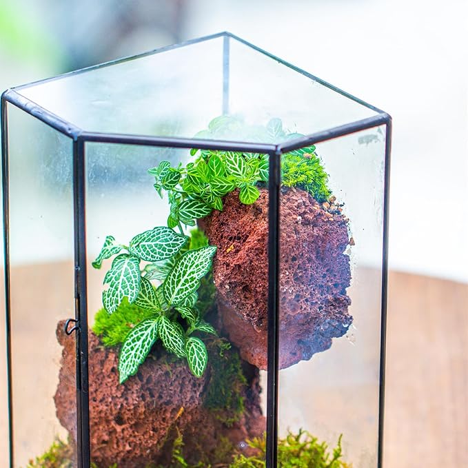 NCYP Front Opening Glass Terrarium with Door for Succulents, Small Plants - Closed Geometric Container Planter, Indoor Tabletop Wall Corner Landscape Decor, Black, 5" x 5" x 9.8" (Terrarium Only)