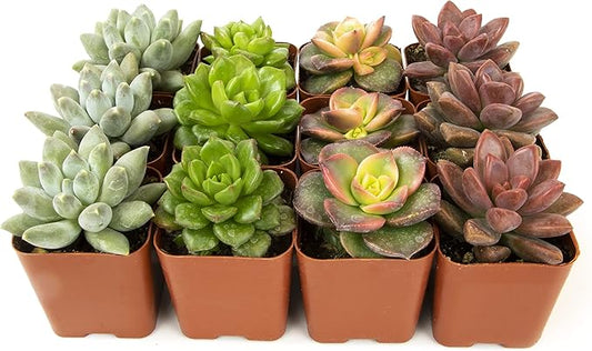 Succulents Plants Live (12PK) Potted Succulent Plants Live House Plants, Cactus Plants Live Plants Indoor Plants Live Houseplants, Indoor Plant Succulents Live Plant House Plant by Plants for Pets