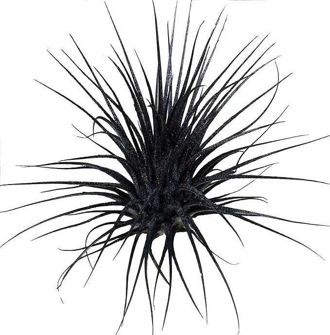 Live Extra Large Tillandsia Ionantha Guatemala Colorful Air Plant 3+ inch Enhanced Color Easy Care Indoor Outdoor Home Decor Gift Airplant by Awesome Industries (Black XL)