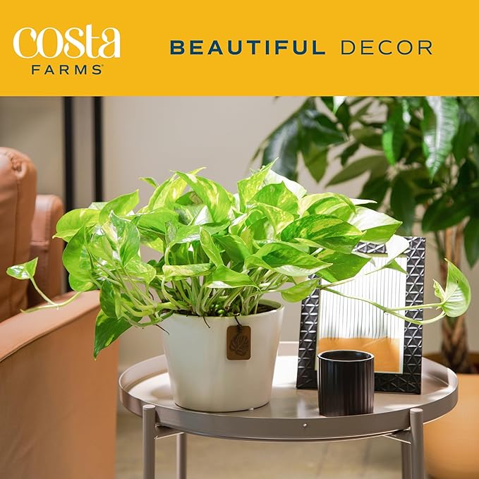 Costa Farms Live Pothos Plant, Easy to Grow Vining Houseplant in Cute Décor Planter, Housewarming Gift, Room Decor, 10-12 Inches Tall | Valentines Day Gift | Valentines Day Decoration