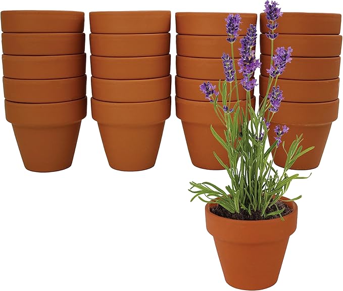 Buzzy Seeds Terracotta Mini Grow Pots | Herb, Plant, Flower Starter Kit for Kids & Adults | Assorted 20-Pack, | Lavender Seeds Guaranteed to Grow | Best Indoor Grow Your Own Plant Gardening Gift