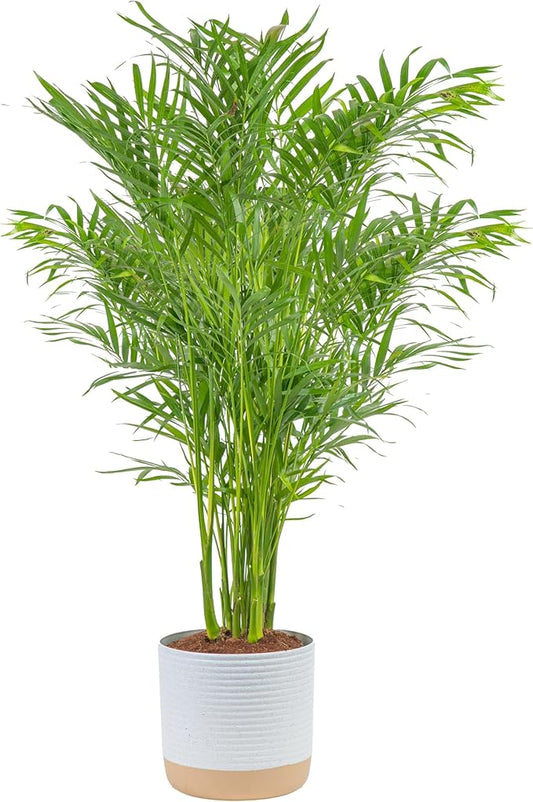 Costa Farms Cat Palm, Live Indoor Houseplant in Garden Plant Pot, Floor House Plant Potted in Potting Soil, Housewarming Gift for New Home, Living Room, Office, Patio Palm Tree Decor, 3-4 Feet Tall