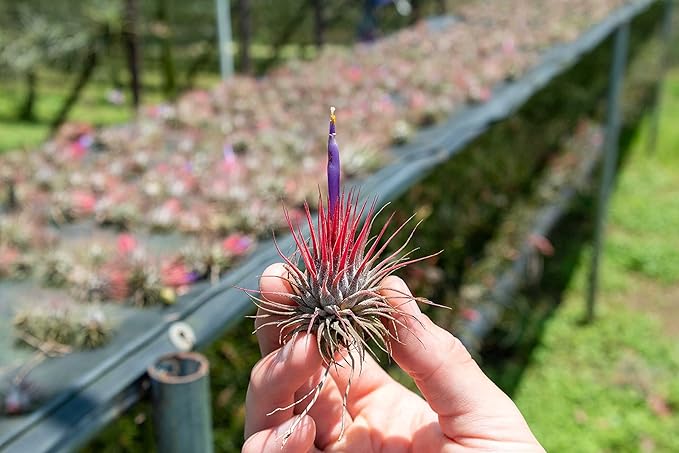 25 Pack Air Plants Assorted Tillandsia Ionantha - Live Succulent House Plants - Available in Wholesale and Bulk - Home and Garden Decor - Easy Care Indoor and Outdoor Plants