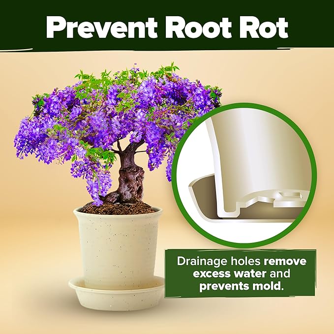 Bonsai Tree Kit - Gifts for Men & Women - Grow 4 Bonsai Trees - Unique Gardening Crafts for Adults, DIY Hobbies for Plant Lovers & Gardeners - Unusual Christmas Gift Ideas for Mom & Dad