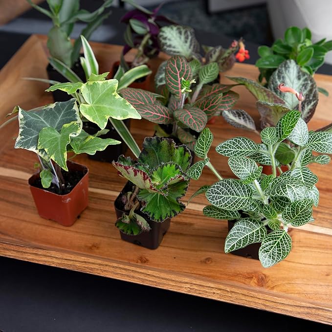 Altman Plants Live Houseplants (12PK), Indoor Plants for Delivery Prime, Live Plants and Gardening Gifts for Plant Lovers, Planters for Indoor Plants with Potting Soil, Live House Plants Indoors Live